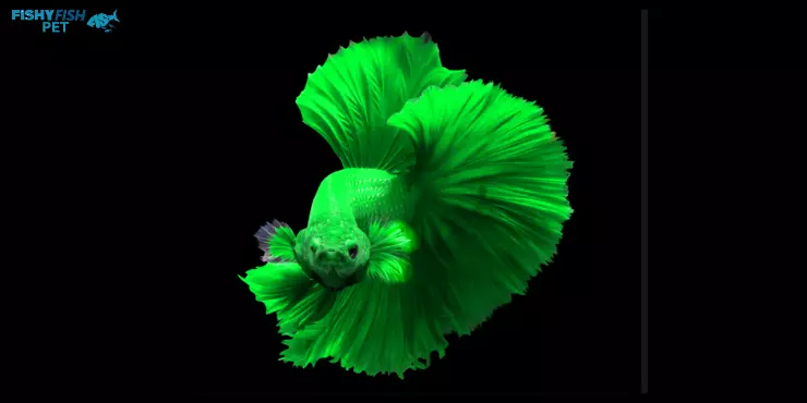 Green Betta Fish 