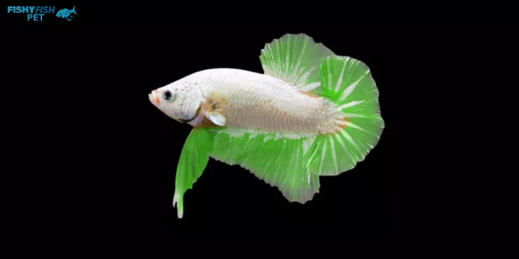 Green Dragon Betta Fish