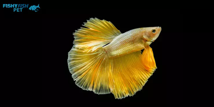 Half Moon Yellow Betta Fish