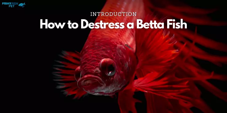 How to Destress a Betta Fish