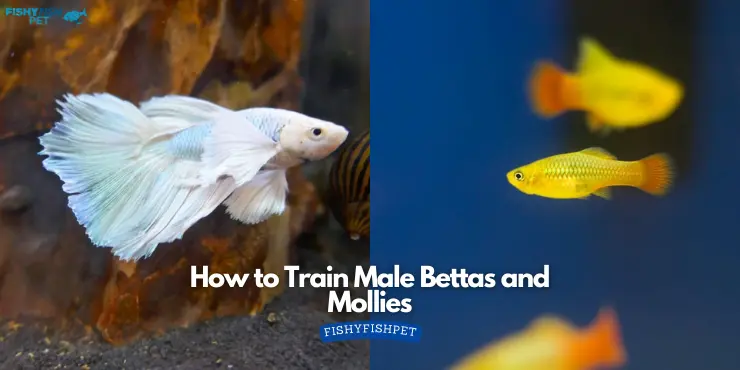 How to Train Male Bettas and Mollies