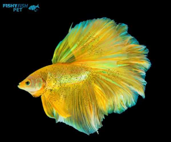 Ich Yellow Betta Fish