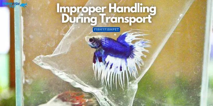Improper Handling During Transport