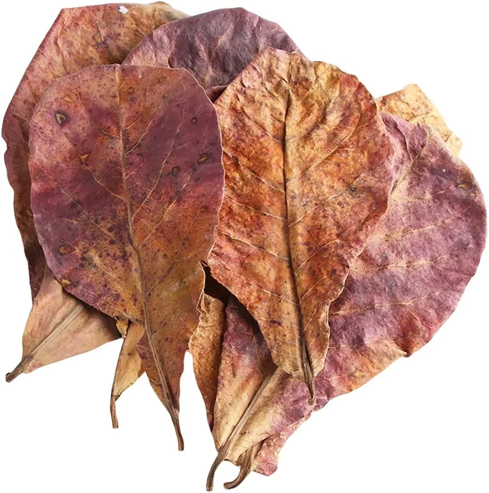 Indian Almond Leaves 