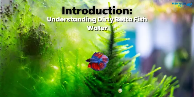 Why Does My Betta Fish Water Get Dirty So Fast - Introduction - Understanding Dirty Betta Fish Water
