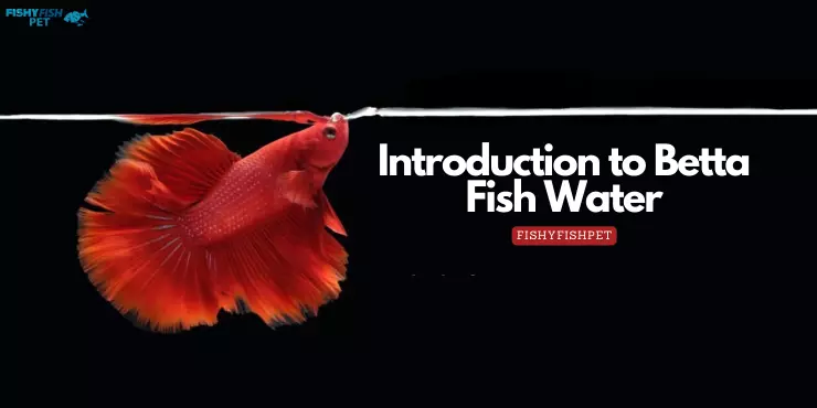 what kind of water do betta fish need - Introduction to Betta Fish Water