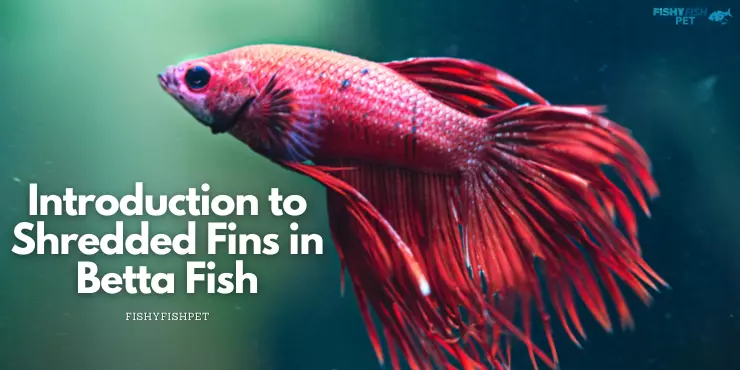Introduction to Shredded Fins in Betta Fish