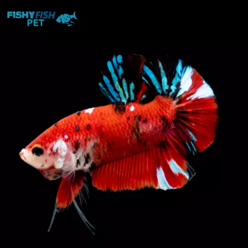 How Much Are Betta Fish At Petsmart Best Prices 2025 