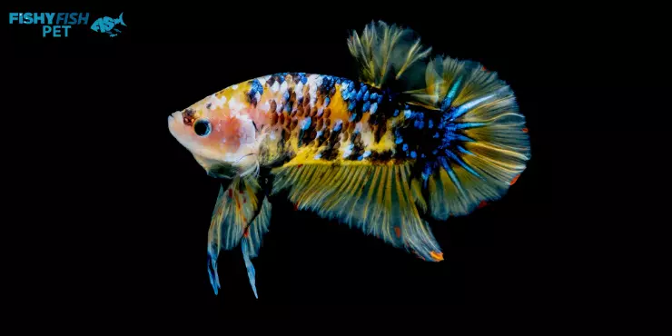 Koi Yellow Betta Fish