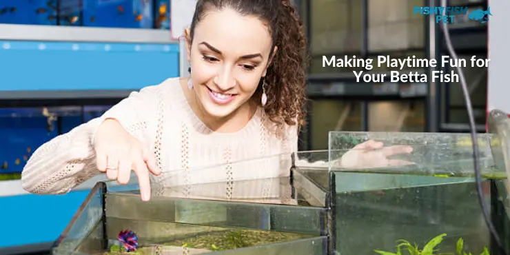 Making Playtime Fun for Your Betta Fish