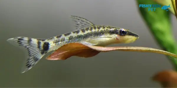 Otocinclus Catfish