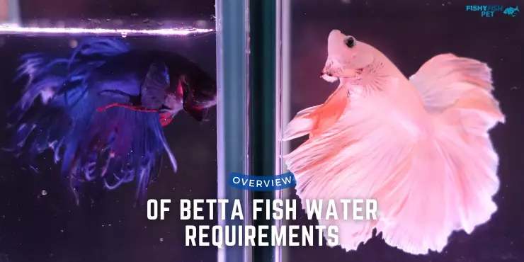 Overview of Betta Fish Water Requirements