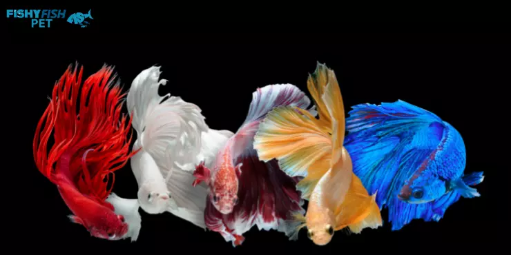 How Much Are Betta Fish At Petsmart Best Prices 2025 