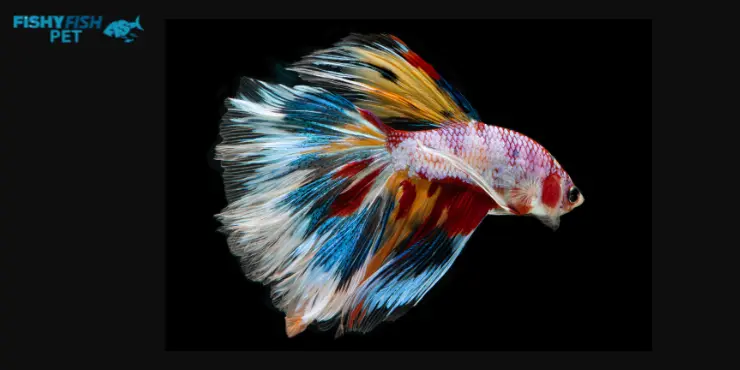 Rainbow Betta Fish 