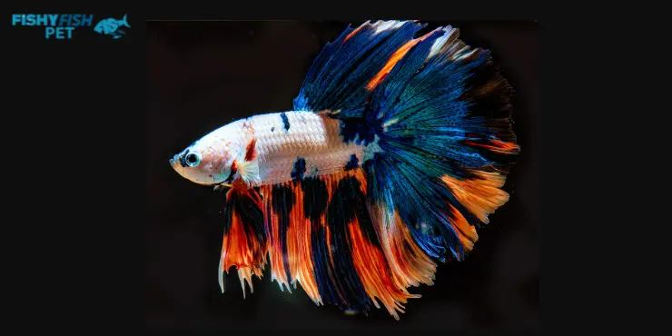 Rainbow Betta Fish