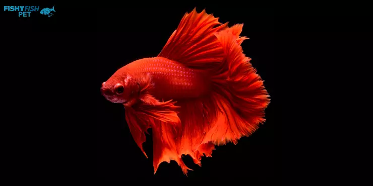 Red Betta Fish 