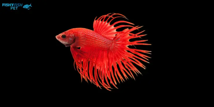 Red Crowntail Betta Fish