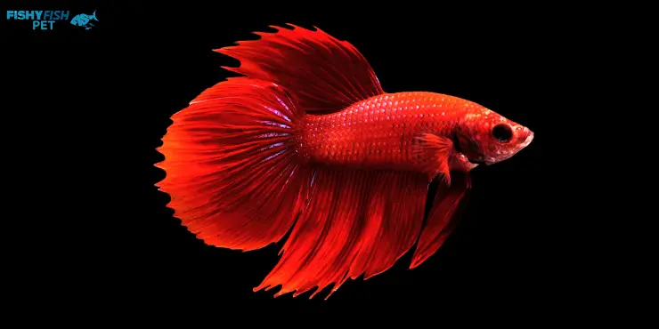 Red Veil Tail Betta Fish