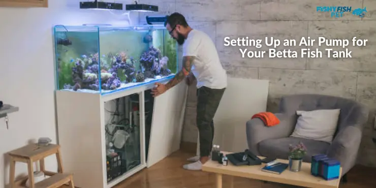 Setting Up an Air Pump for Your Betta Fish Tank