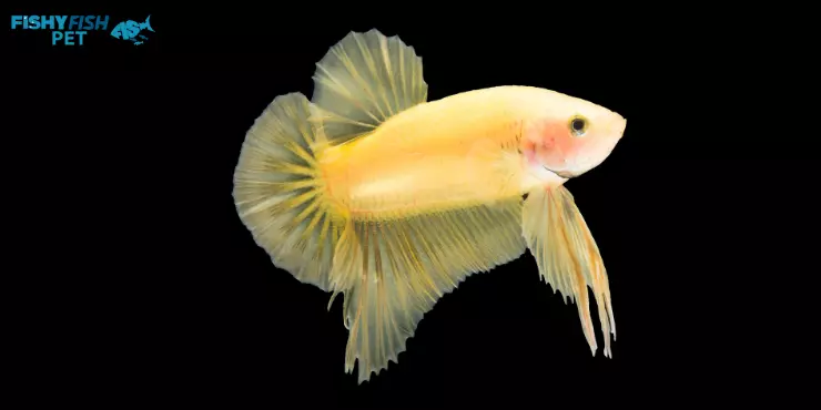 Solid Yellow Betta Fish 