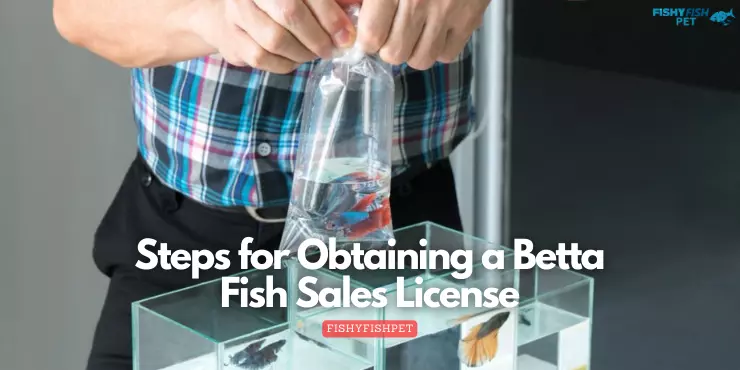 Steps for Obtaining a Betta Fish Sales License