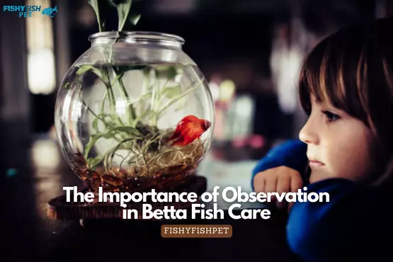 The Importance of Observation in Betta Fish Care