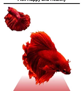The Secret To Keeping Your Red Betta Fish Happy and Healthy