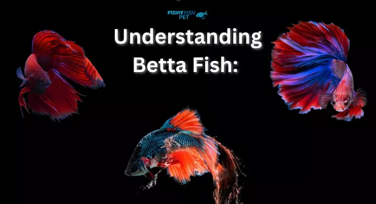 Can Betta Fish Live in a 3-Gallon Tank - Understanding Betta Fish