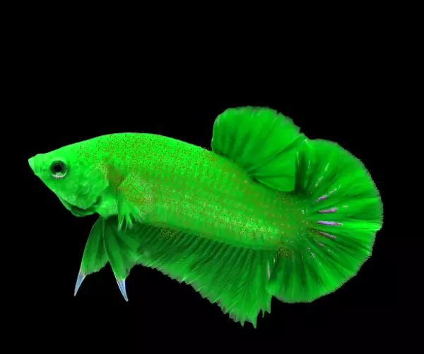 Velvet Green Betta Fish