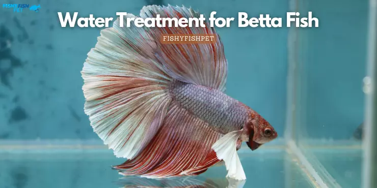 Water Treatment for Betta Fish