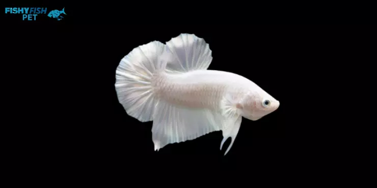 White Dragon Betta Fish