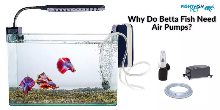 Why Do Betta Fish Need Air Pumps?