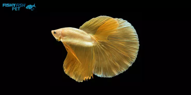 Yellow Betta Fish 