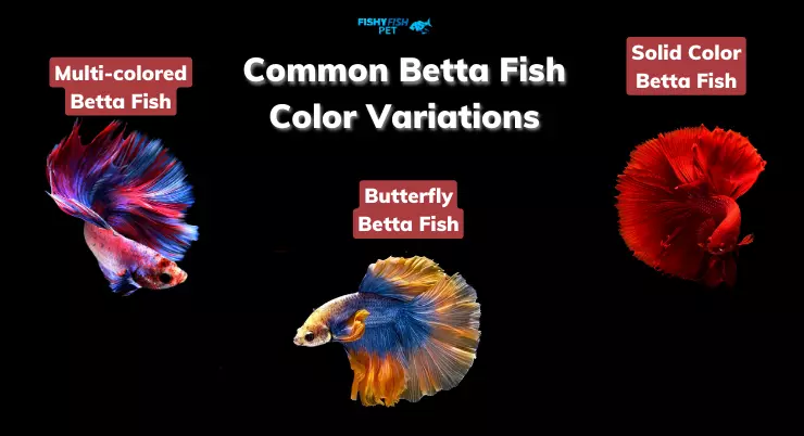 Common Betta Fish Color Variations