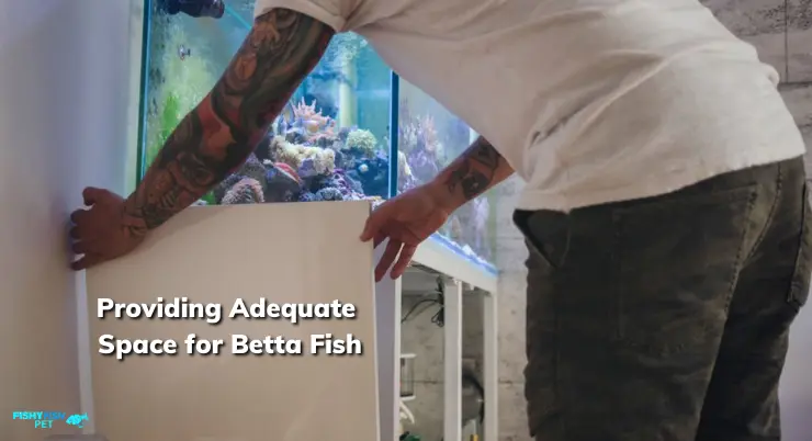 Providing Adequate Space for Betta Fish