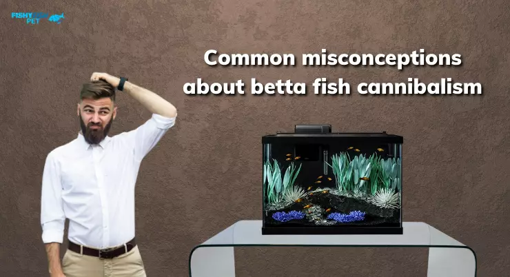 Common misconceptions about betta fish cannibalism