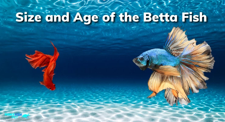 Size and Age of the Betta Fish