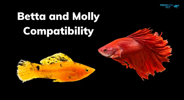 Signs of Betta and Molly Compatibility