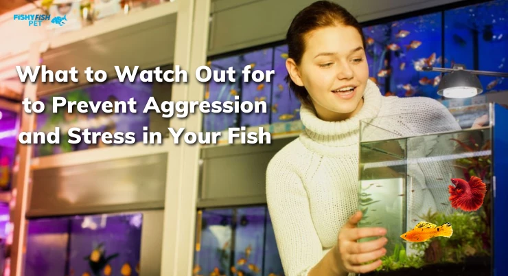 What to Watch Out for to Prevent Aggression and Stress in Your Fish