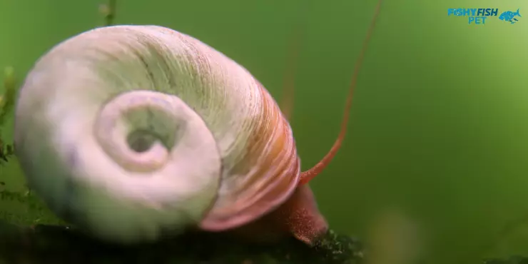 ramshorn snail in tank
