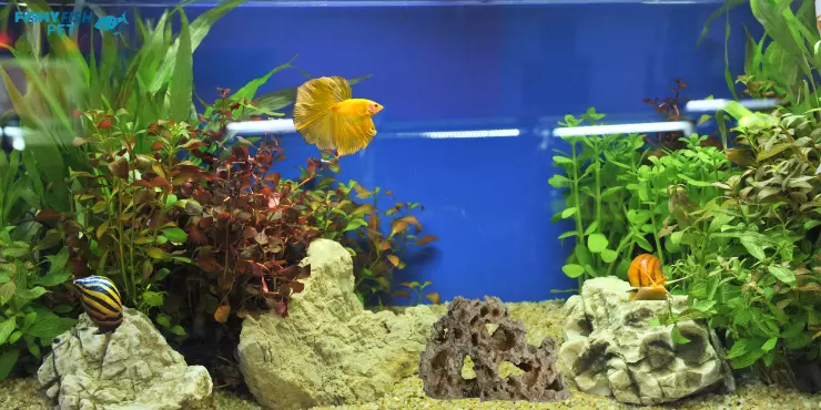 tank for betta and snail