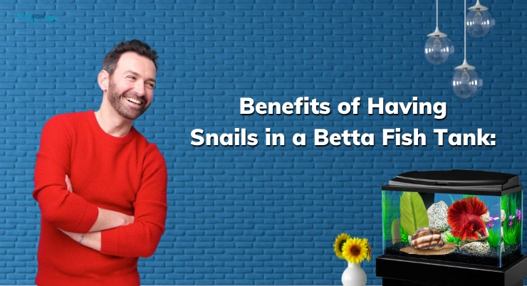 Benefits of Having Snails in a Betta Fish Tank