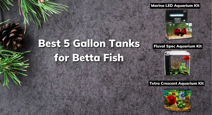 Best 5 Gallon Tanks for Betta Fish