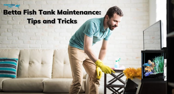 Betta Fish Tank Maintenance Tips and Tricks
