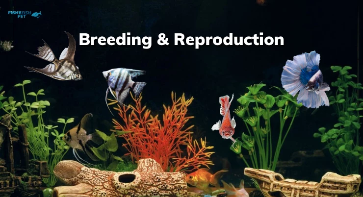 Breeding & Reproduction