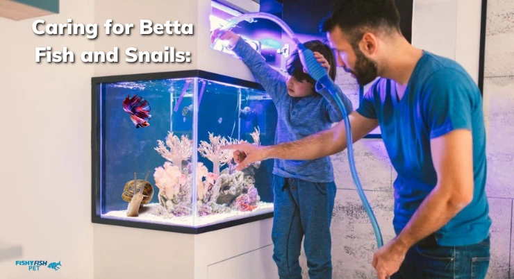 Caring for Betta Fish and Snails