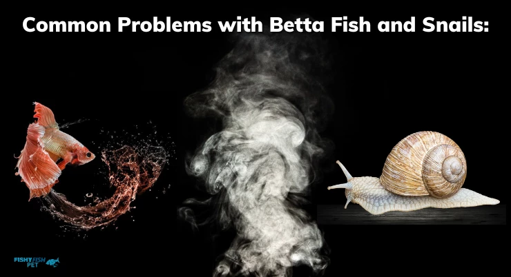 Common Problems with Betta Fish and Snails