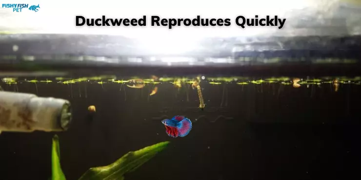 Duckweed Reproduces Quickly