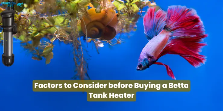 betta fish tank heater - Factors to Consider before Buying a Betta Tank Heater