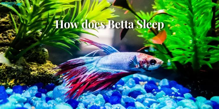 How does Betta Sleep